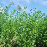An alfalfa stand blooms in central Manitoba. Photo: Alexis Stockford