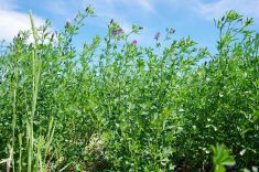 An alfalfa stand blooms in central Manitoba. Photo: Alexis Stockford