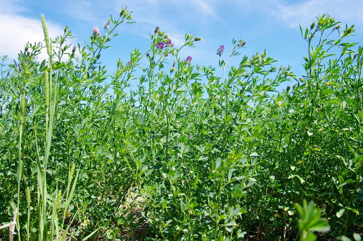 An alfalfa stand blooms in central Manitoba. Photo: Alexis Stockford