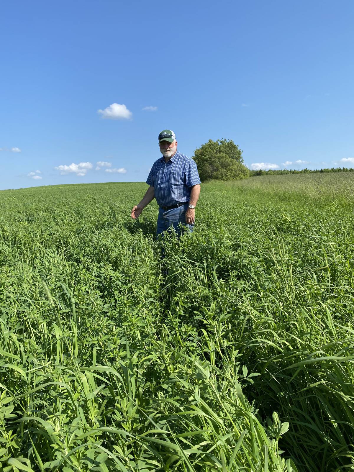 Brian Trueman, owner of Thunderbrook farms in Amherst, N.S., stands in a field planted with the new variety developed by Papadopoulos’ and his team at Agriculture Agri-Food Canada’s Nappan Research Farm. Photo: Courtesy AAFC