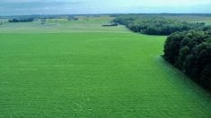 Green farm fields in Ontario.