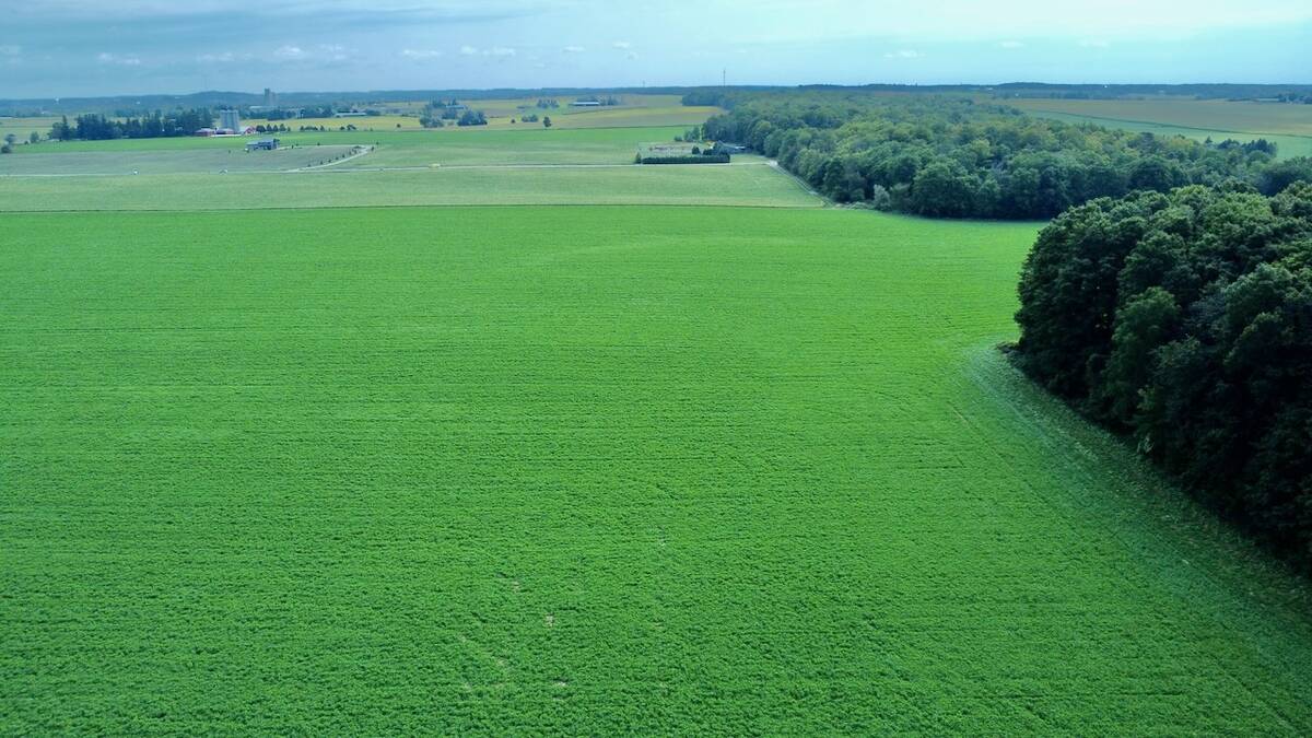 Green farm fields in Ontario.