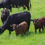 Cows, accompanied by their calves, graze pasture in a rotational grazing system, summer 2018. Photo: File