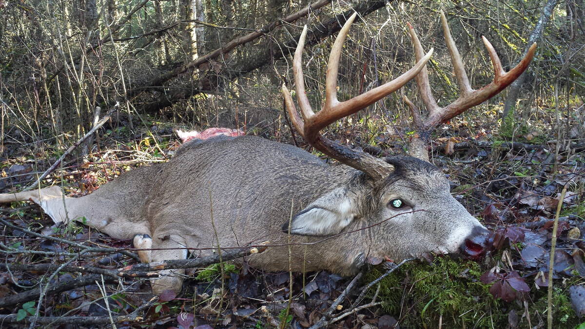 Most deer faced an average winter last year, with some patches of potential hardship. Photo: Tim Sopuck