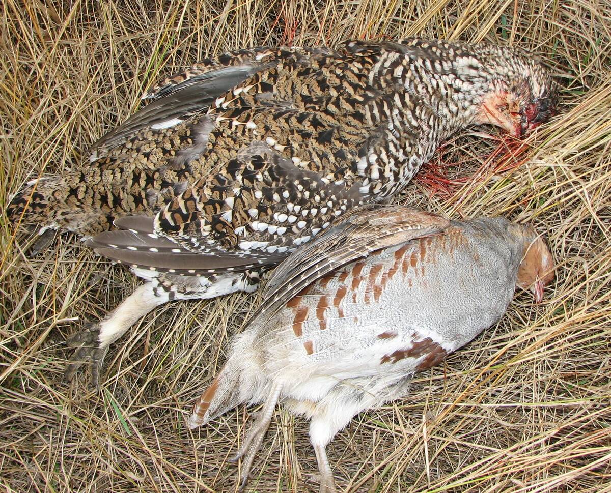 Miles of walking in open country are often needed to effectively hunt for sharp-tailed grouse (above) and Hungarian partridge. Photo: Tim Sopuck