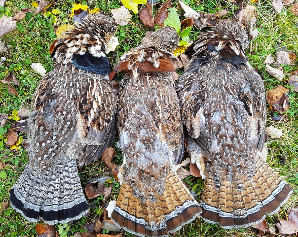 Ruffed grouse come in distinctive red and grey colour phases in the province. Photo: Tim Sopuck