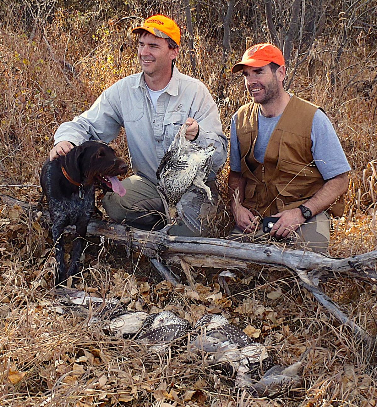 Sharp-tailed grouse and Hungarian partridge attract upland bird hunters to Manitoba’s parklands and grasslands every year. Photo: Tim Sopuck