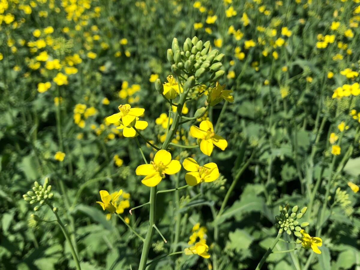canola plants in early flower
