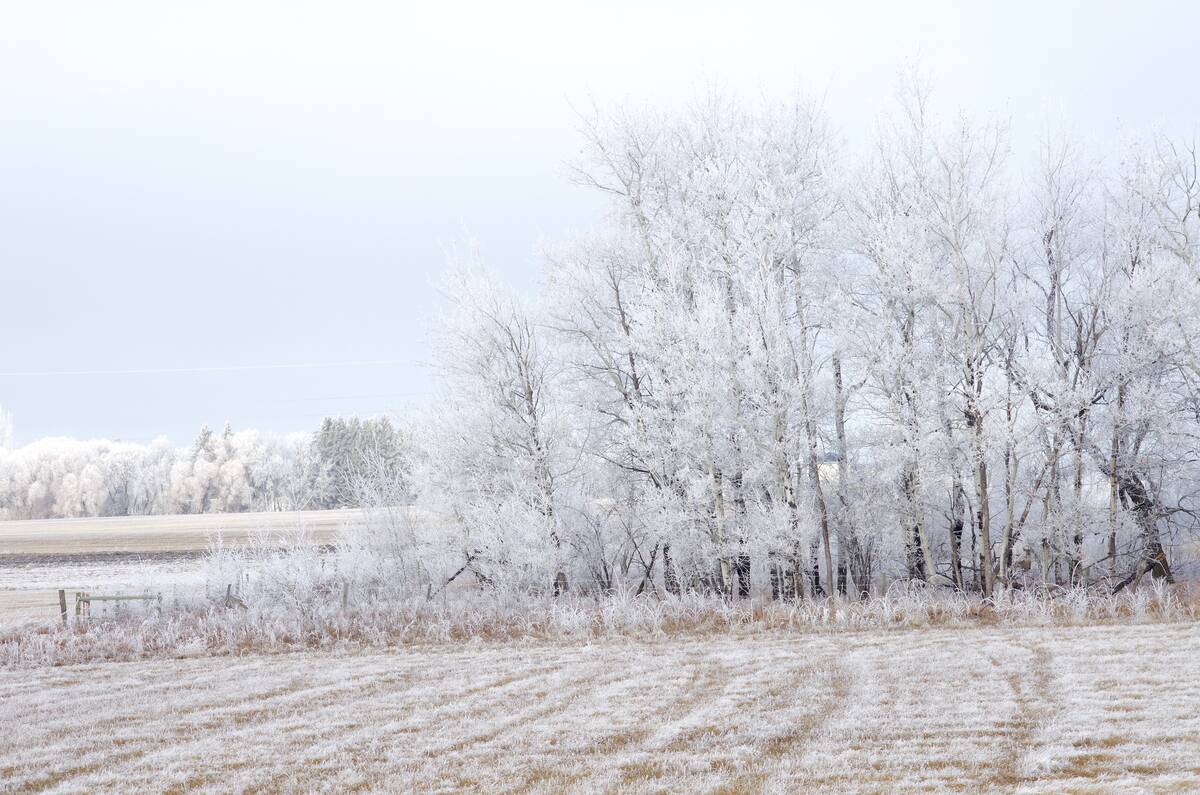 Frost covers trees near Brandon in November 2023. Photo: Alexis Stockford