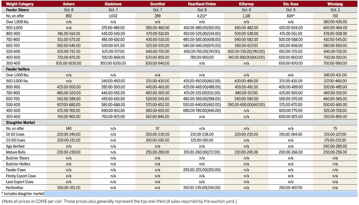 Manitoba cattle prices, Oct. 10