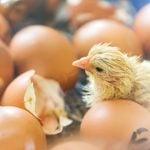 A baby chick hatches. Photo: Thomas Demarczyk/iStock/Getty Images