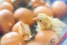 A baby chick hatches. Photo: Thomas Demarczyk/iStock/Getty Images
