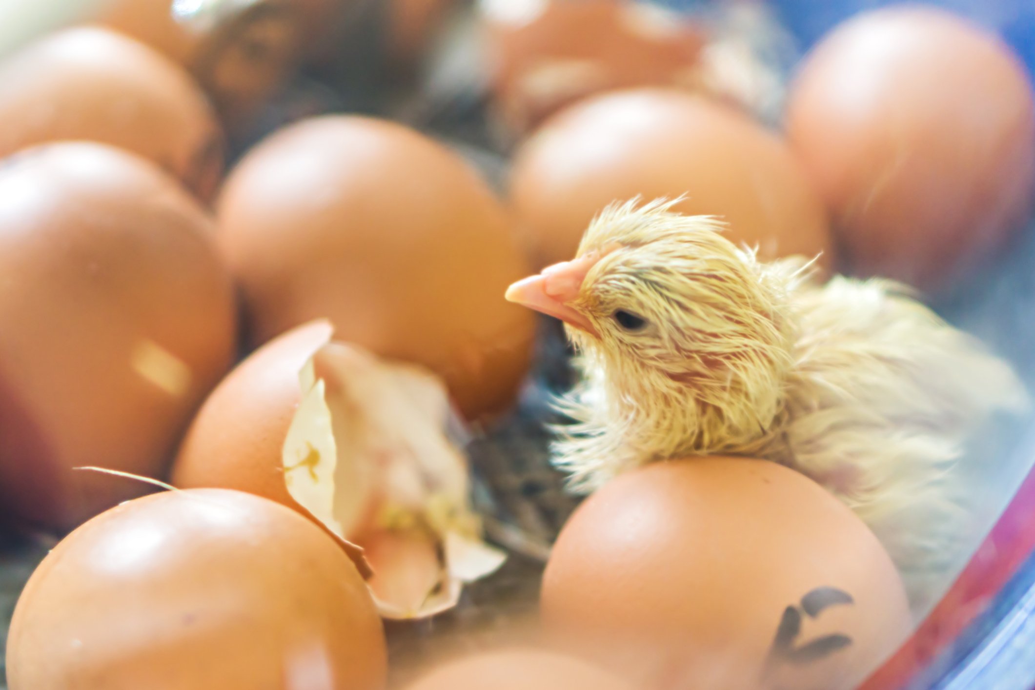 A baby chick hatches. Photo: Thomas Demarczyk/iStock/Getty Images