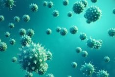 North America has had a string of bad bird flu years, including widespread jump of the disease to dairy cattle in the U.S. last year.
