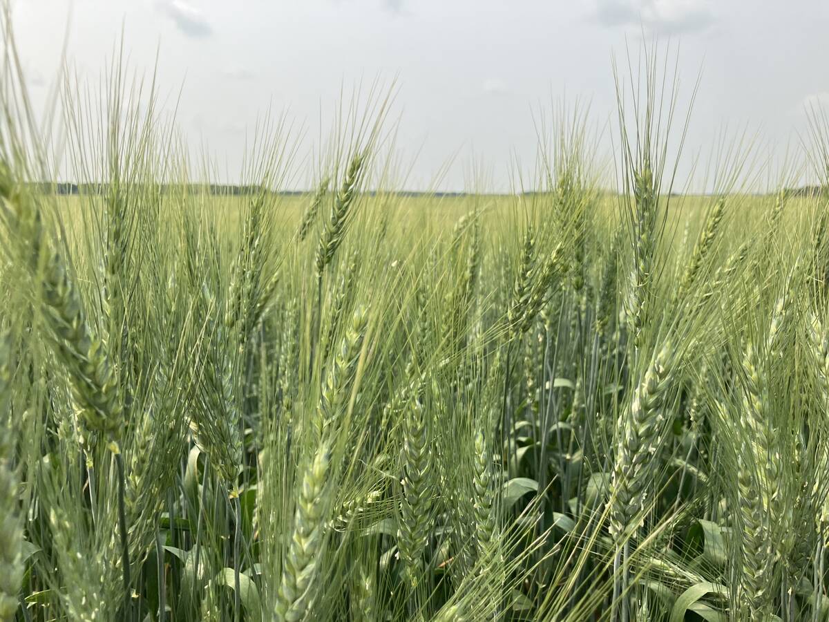 The right, or wrong, fertility decision can make the difference between a smiling farmer and a disappointed one at harvest, but making those decisions has become more difficult with the wave of biological products making big promises. Photo: Greg Berg