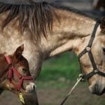A cloned newborn horse stands next to its surrogate mother in an enclosure at a horse birthing hospital, in San Antonio de Areco, near Buenos Aires, Argentina July 29, 2025. REUTERS/Agustin Marcarian