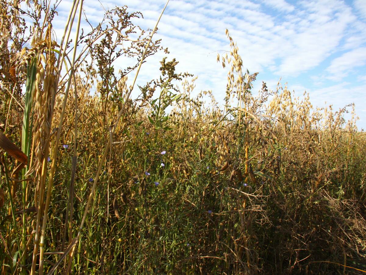 An oat and flax intercrop, one of many mixes that farm researchers are trying on the Prairies to tease out synergies. Photo: Janelle Rudolph
