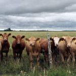 Curious cattle line the fence under a threatening sky in the Grey-Bruce area. Stock Photo by Diana Martin
