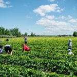 URL: https://www.gettyimages.ca/detail/photo/pick-at-boonstra-royalty-free-image/1169843869?phrase=strawberry%20crop%20manitoba&adppopup=true
Families and others gather at Boonstra Farms to pick strawberries at this u-pick farm located in Stonewall, Manitoba. PHOTO: AHPHOTOSWPG/ISTOCK/GETTY IMAGES
