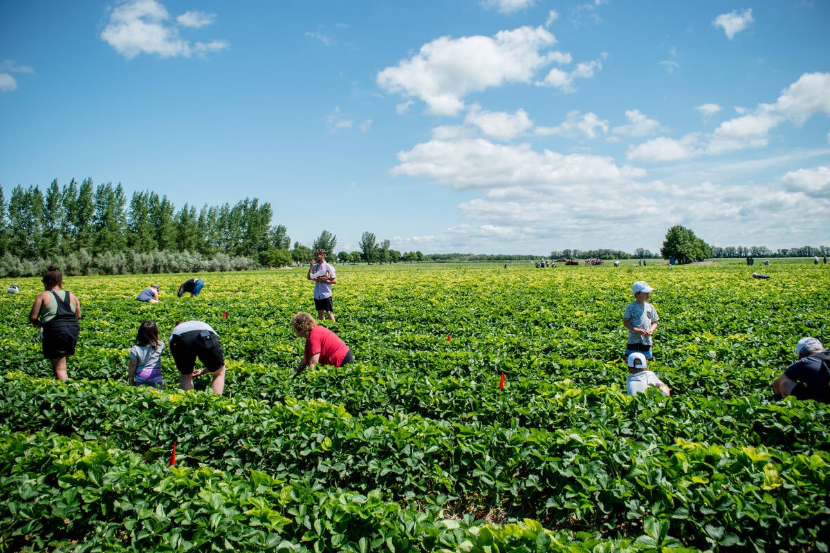 URL: https://www.gettyimages.ca/detail/photo/pick-at-boonstra-royalty-free-image/1169843869?phrase=strawberry%20crop%20manitoba&adppopup=true
Families and others gather at Boonstra Farms to pick strawberries at this u-pick farm located in Stonewall, Manitoba. PHOTO: AHPHOTOSWPG/ISTOCK/GETTY IMAGES