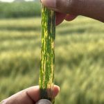 Xanthomonas translucens, the pathogen that causes bacterial leaf streak is named for the characteristic translucent streaks found on the plant's flag leaf. PHOTO: Don Norman