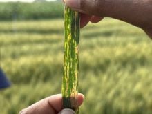 Xanthomonas translucens, the pathogen that causes bacterial leaf streak is named for the characteristic translucent streaks found on the plant's flag leaf. PHOTO: Don Norman