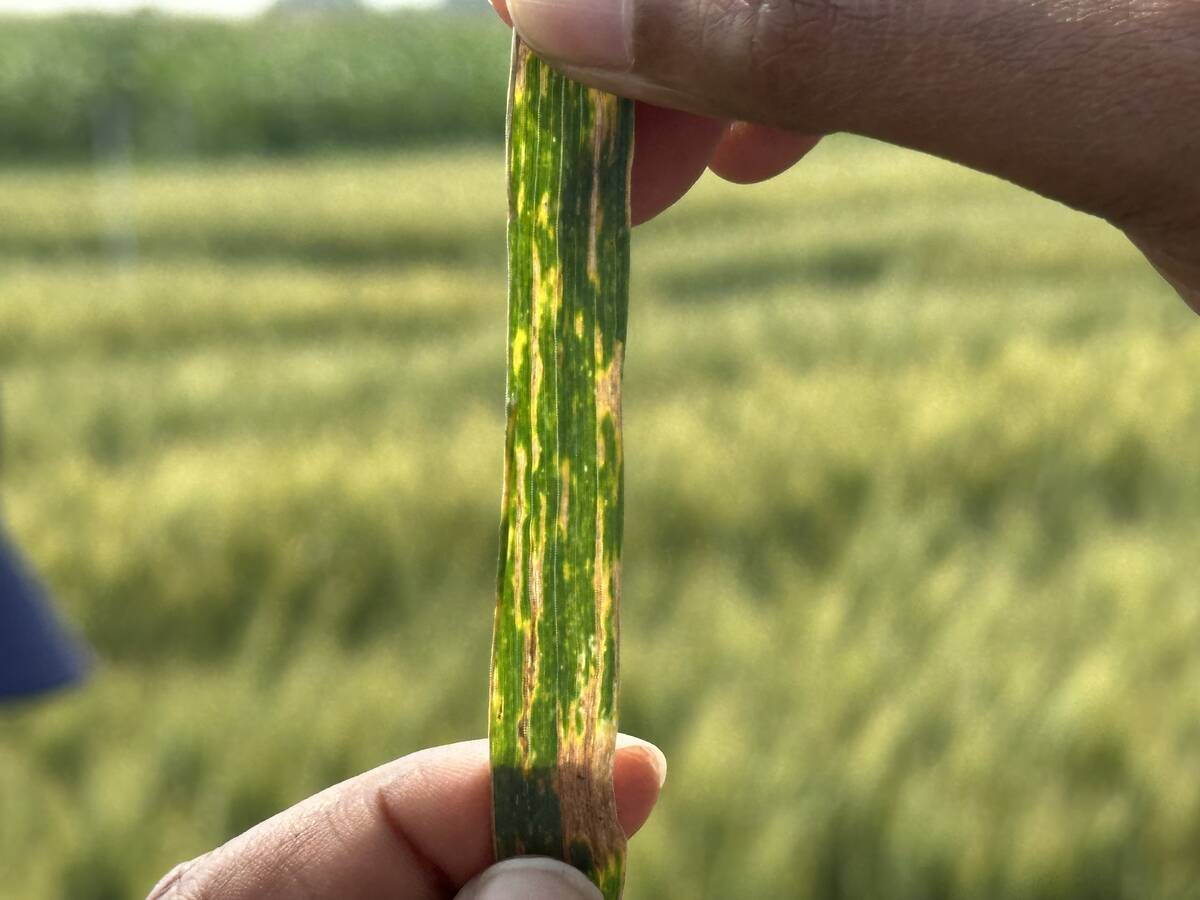Xanthomonas translucens, the pathogen that causes bacterial leaf streak is named for the characteristic translucent streaks found on the plant's flag leaf. PHOTO: Don Norman