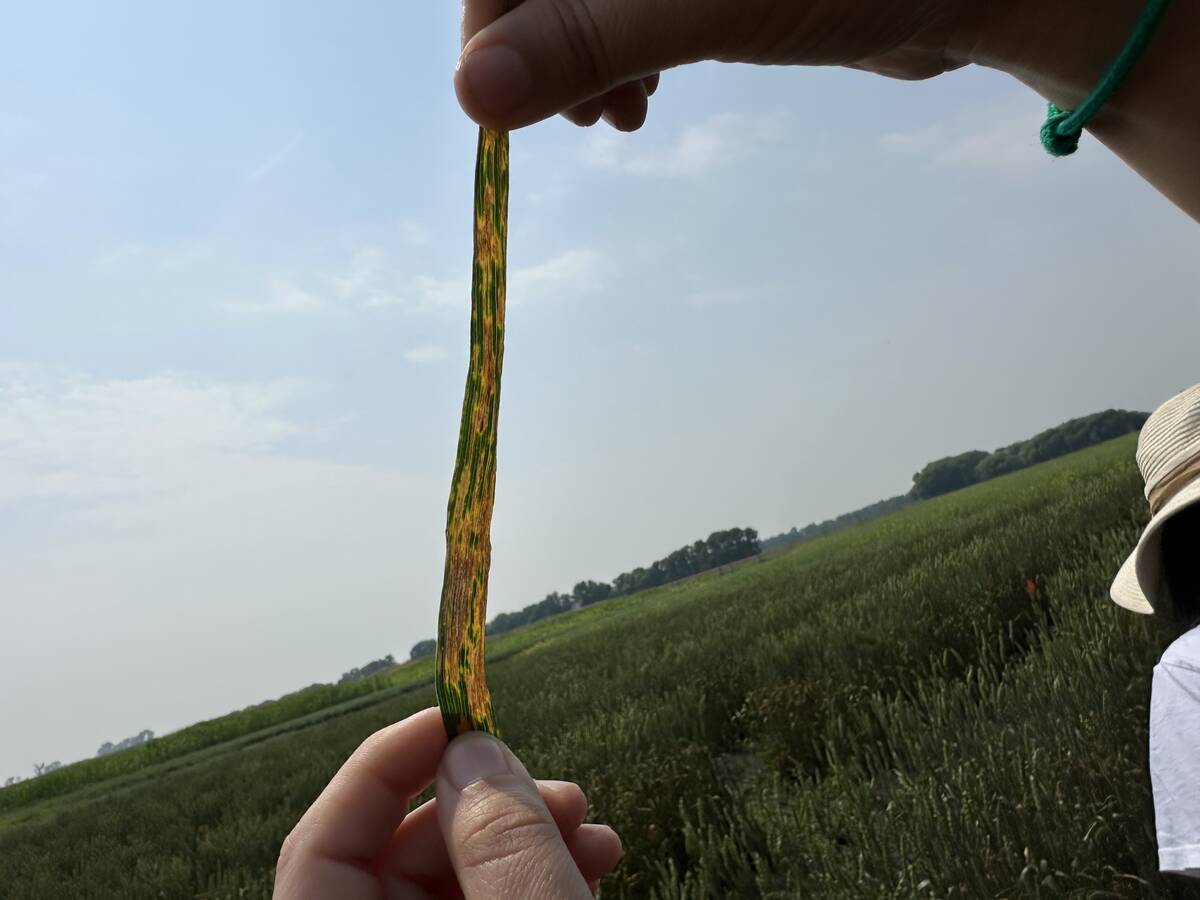 A cereal leaf infected with bacterial leaf streak. Photo: Don Norman