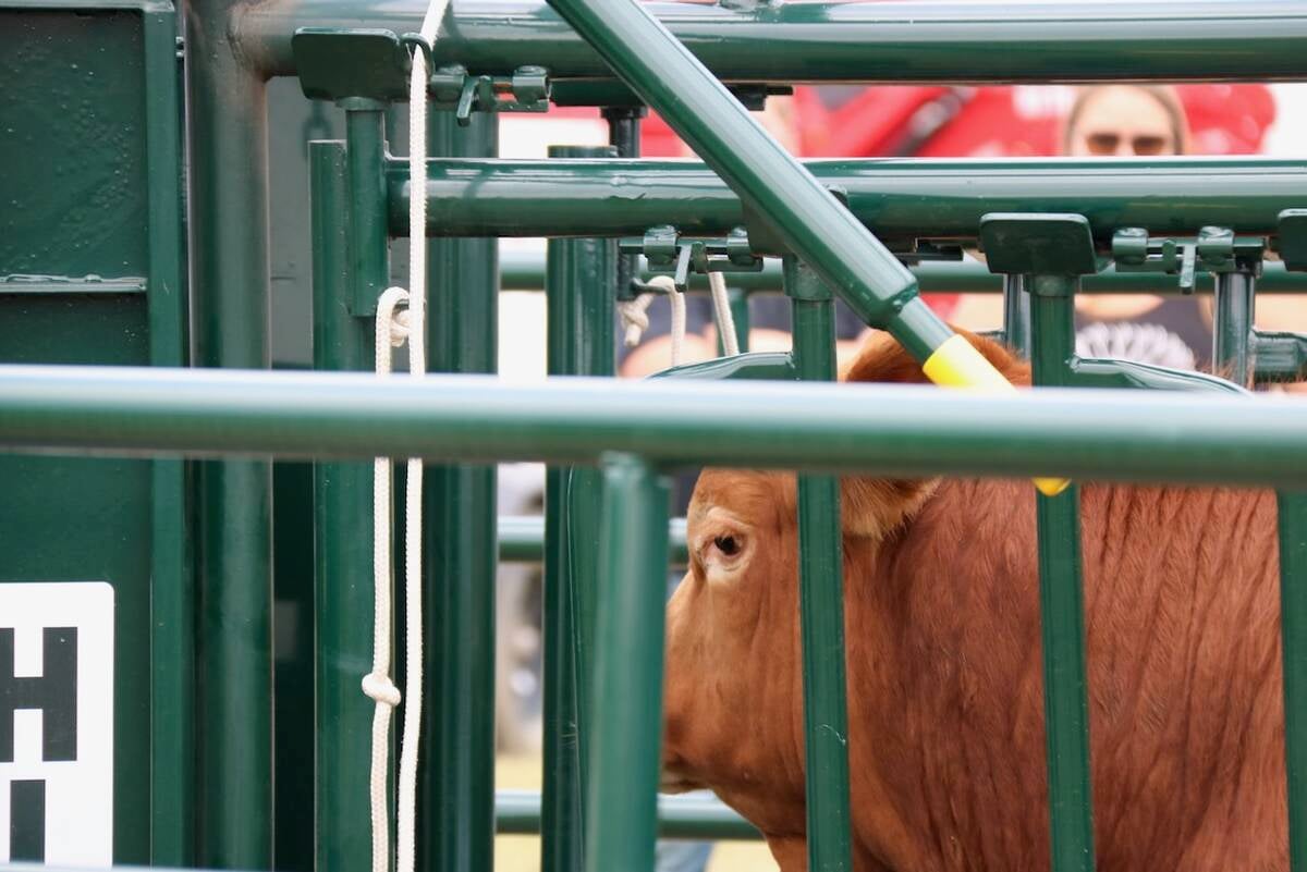 cattle handling
