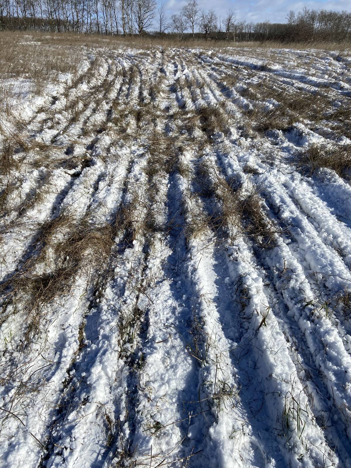 This field has been seeded in late fall using a Pillar drill with no till openers (double-shoot single disc) to dormant seed legumes into and old existing forage stand. Photo: Submitted/Jodie Horvath.