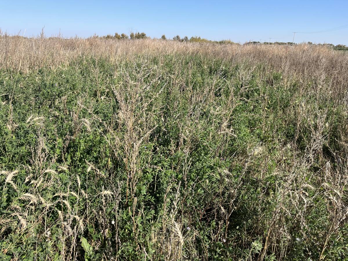 A stand dormant seeded via drone last fall, since the farmer couldn’t access several acres with large equipment and ended up just spraying the weeds every year resulting in net loss and kochia moving in. This picture shows the alfalfa establishing well a year later and prevent the tumbleweed nature of the kochia from spreading out from this spot onto surrounding profitable grain acres. Photo: Submitted /Jodie Horvath