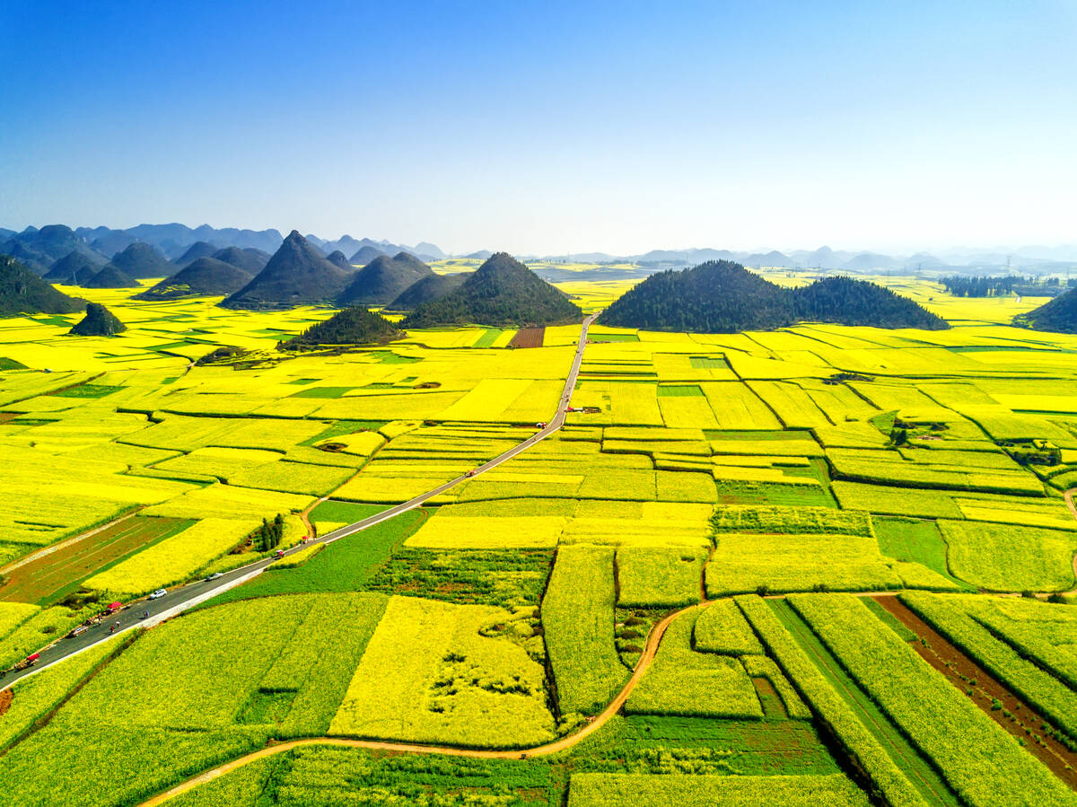 Aerial view of fields in Luoping county, southwest of China’s Yunnan province. Hits to the Chinese market for various agricultural trade since 2018 has had a marked impact on U.S. trade dynamics, a study out of the University of Illinois has said.
Photo: Oriental Image/Reuters Connect