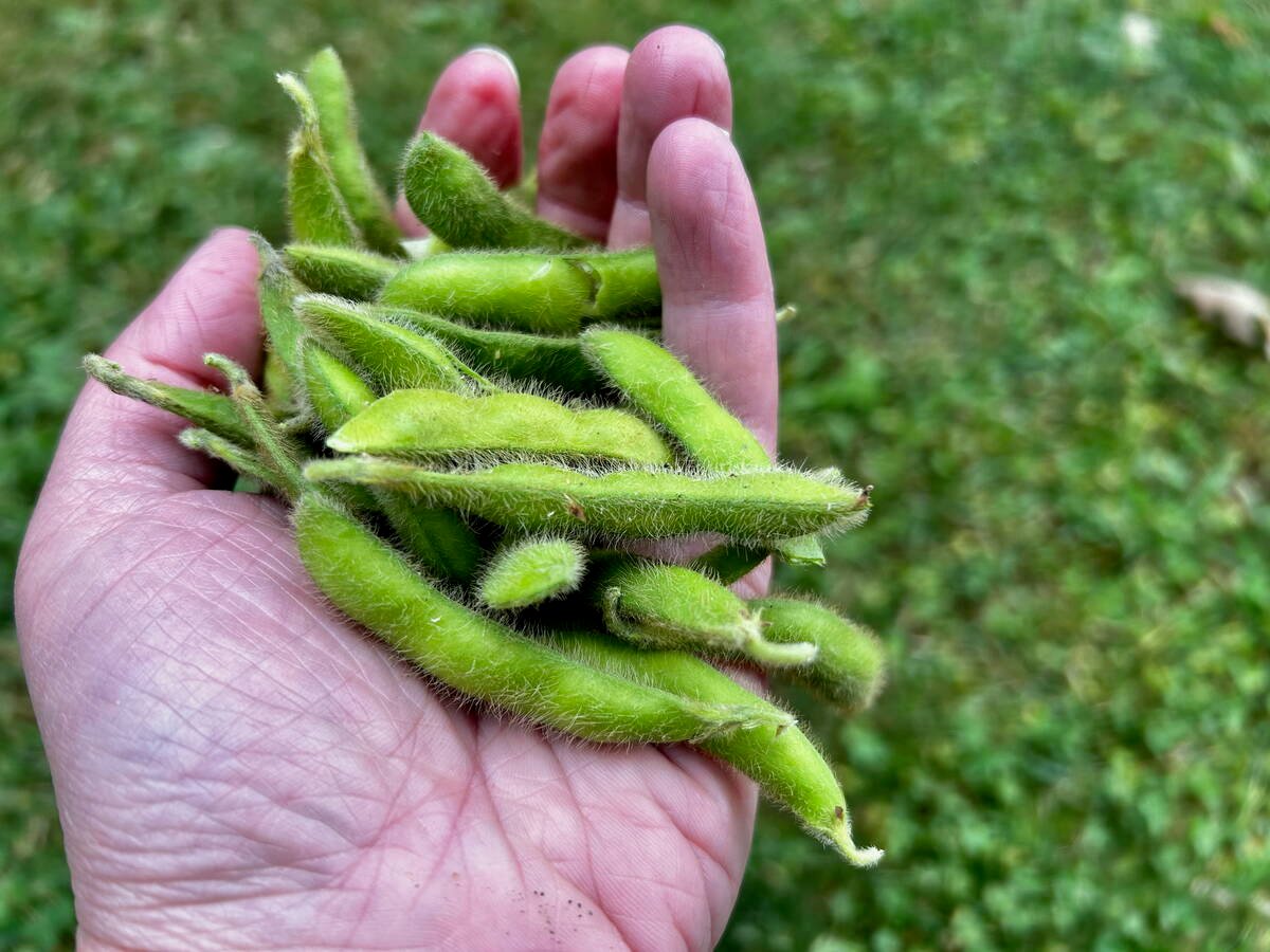 China’s choice of soybean suppliers has seen considerable shifts since the U.S.-China trade tensions of 2018 and with Brazil’s productivity jumps when it comes to the crop. Photo: Alexis Stockford
