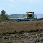 A field of flax is harvested in southern Manitoba. Photo: Donna Gamache/File