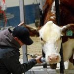 Manitoba AG EX 2025 to feature expanded sheep events