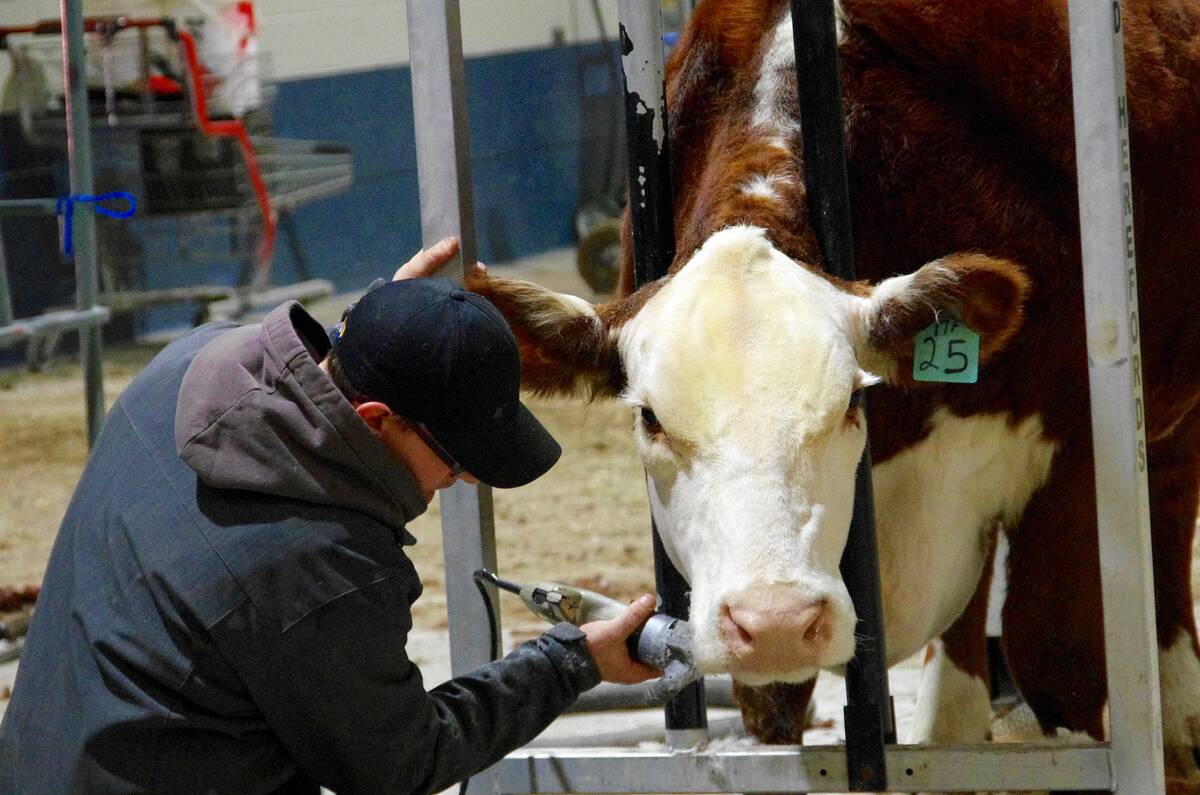 Dustin Troop of KTCT Polled Herfords in Portage la Prairie takes a little off the top before hitting the ring at Ag Ex in Brandon in 2019. Photo: Alexis Stockford