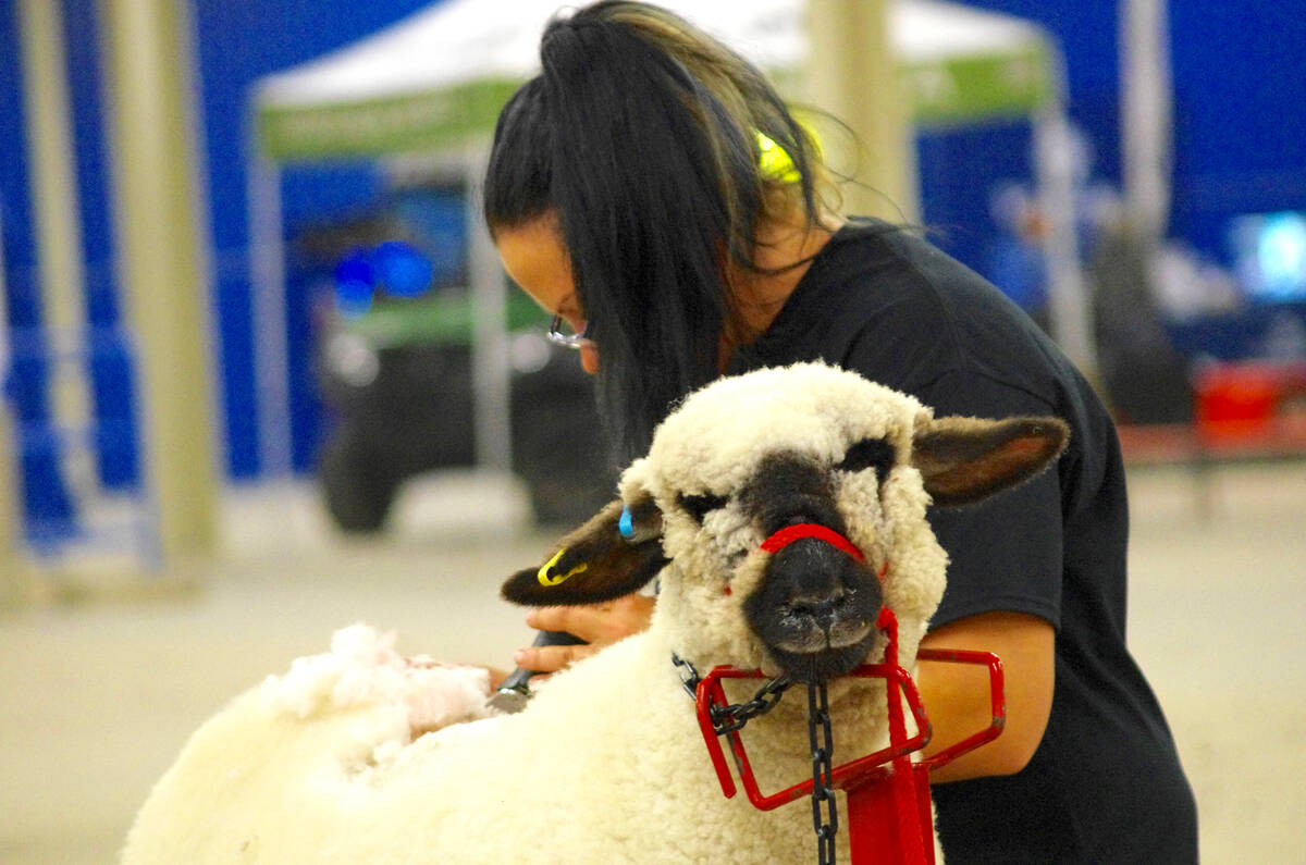 Tracy Wessing trims one of the sheep on display during the commercial shows at Ag Ex 2023 in Brandon. Photo: Alexis Stockford