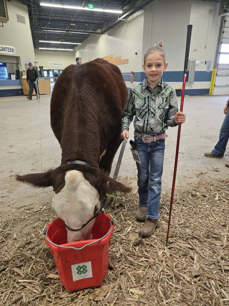 Alayna Bieganski of Carberry, 8, and her cow Franny at Manitoba AG EX on Oct. 26, 2024 at the Keystone Centre in Brandon. Photo: Miranda Leybourne