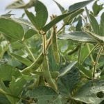 Lack of China trade deal threatens soybeans, canola market