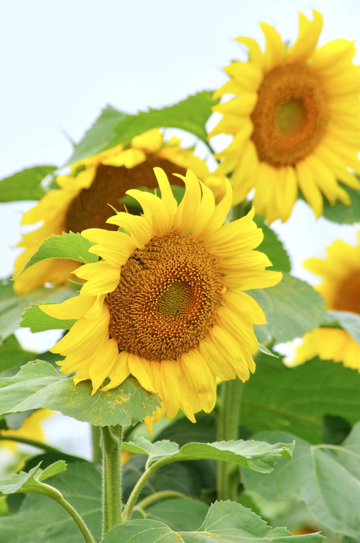 Oil sunflowers have become the more popular crop, but Manitoba is still a major source of Canadian confection sunflowers. Photo: Alexis Stockford