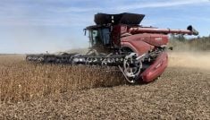 A new Case IH AF11 combine harvests a soybean crop on a sunny day in Manitoba.