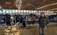 Kashfia Sailunaz, a member of Dalhousie’s Mooanalytica Research Group, records cow vocalizations at Sussex Dairy Farm using a field microphone and recorder setup to capture the animals’ emotional expressions.