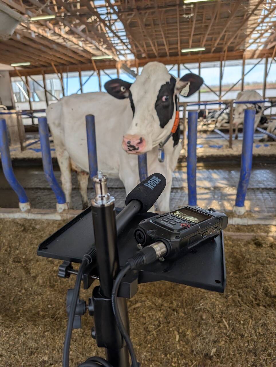 High-sensitivity microphones and digital field recorders used by the Mooanalytica team to collect more than 300 hours of dairy cow vocalizations for training the AI models behind the MooLogue app. Photo: Suresh Neethirajan, Dalhousie University.