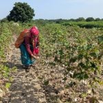 Monsoon promise turns sour for India’s crops ruined by late downpours