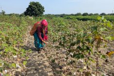 A farmer plucks cotton from a field partially damaged by excessive rainfall in Chhatrapati Sambhajinagar district of the western state of Maharashtra, India, October 9, 2025. REUTERS/Rajendra Jadhav