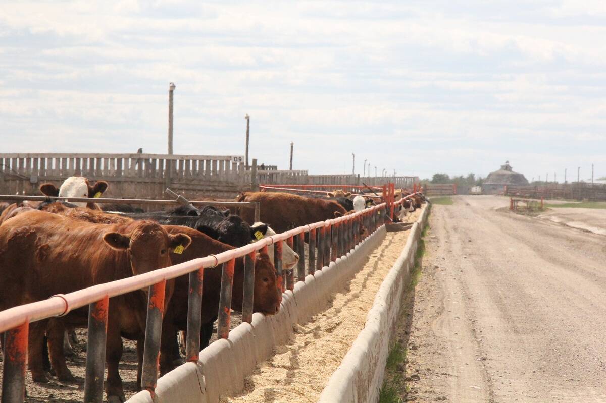 Canada’s beef sector says continued lack of meaningful market access to the U.K. means trade deal should be scrapped. Photo: Lisa Guenther