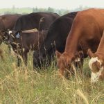 Cattle graze on a pasture in Manitoba’s Interlake in July 2025. Photo: Greg Berg