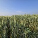 Meet the new yield-boosting wheat varieties being developed in Manitoba