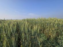 Wheat varieties on display at Agriculture and Agri-Food Canada research plots outside Brandon on Aug. 7, 2025.
