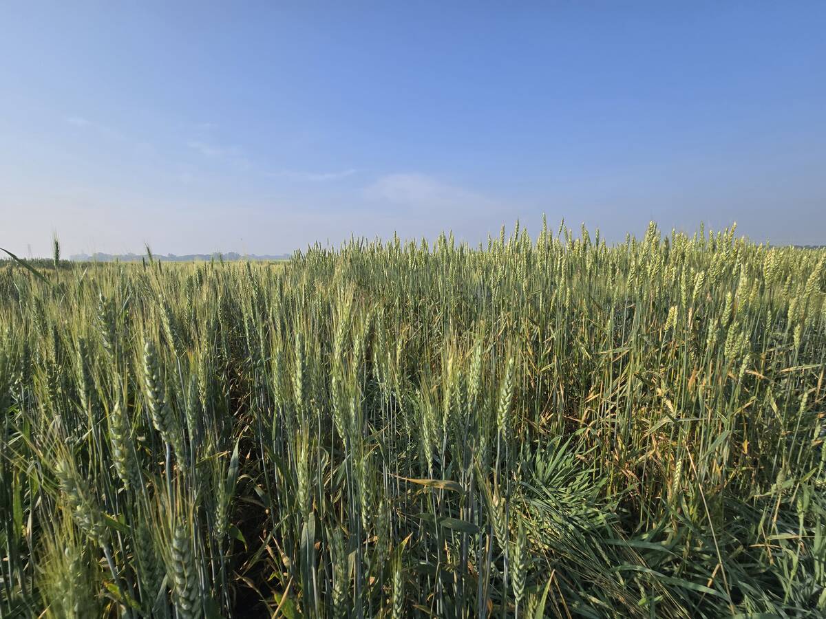 Wheat varieties on display at Agriculture and Agri-Food Canada research plots outside Brandon on Aug. 7, 2025.